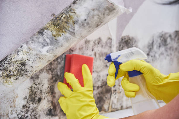 Best Attic Mold Removal  in USA